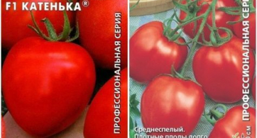 Popis a charakteristika odrůdy rajčat katenka f1